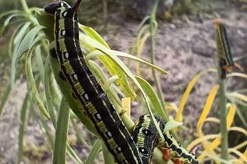 La metamorfosis de 'Hyles euphorbiae'/TA.
