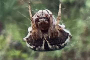 La montaña del Melosal: un volcán de película (y 2)/TA.