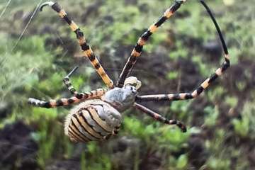 La montaña del Melosal: un volcán de película (y 2)/TA.