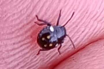 La montaña del Melosal: un volcán de película (y 2)/TA.