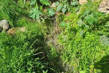 Un vertido de aguas fecales contamina el Corredor Paisajístico de Telde, a la altura del Valle de los Nueve/TA.