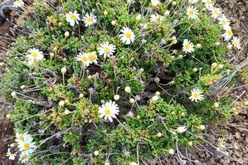 Montaña de Jinámar/TA.