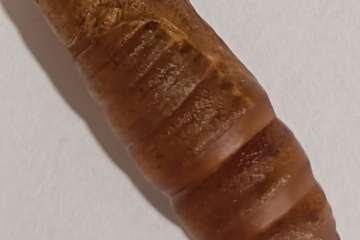 La crisálida: tras el milagro de la metamorfosis/TA.