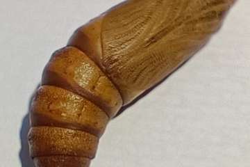 La crisálida: tras el milagro de la metamorfosis/TA.