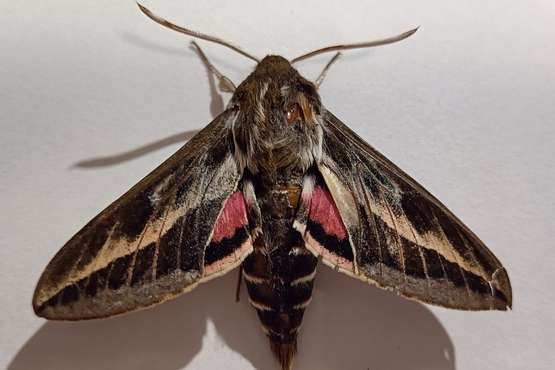 La crisálida: tras el milagro de la metamorfosis/TA.