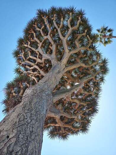 Drago lagunero/Nicolás Guerra Aguiar.