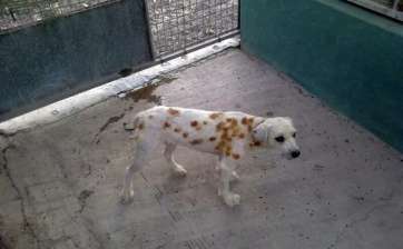 Imagen de archivo de un perro maltratado (Foto TA)