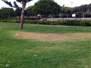 Estado de la pradera verde del recinto urbano de San Juan (Foto TA)