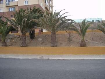 Imagen de archivo de una zona verde en Jinámar (Foto TA)