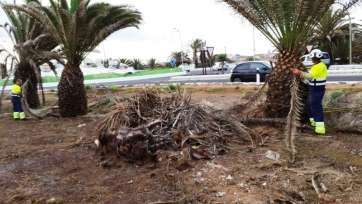 Personal de Parques y Jardines, en la zona (Foto TA)