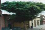 Imagen del ficus podad (Foto TA)