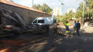 Imagen de archivo del eucaliptos que se cayó el pasado mes de diciembre, en el entorno inmediato de la Casa de la Condesa (Foto TA)