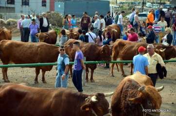 Imagen de archivo de una feria de ganado en Telde (Foto TA)