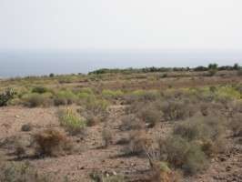Terrenos en Lomo Gordo, El Goro, donde se prevé el futuro parque eólico (Foto TA)