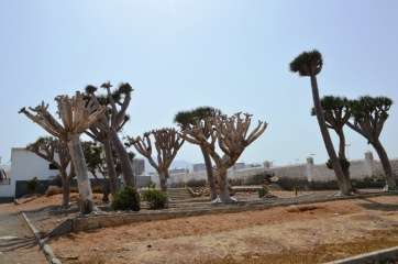 Imagen de archivo del Dragonal de Salinetas (Foto Jesús Ruiz Mesa)