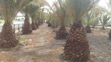 Palmeral situado en Las Huesas (Foto TA)