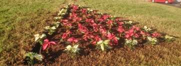 Motivo navideño a base de flores de pascuas en la rotonda del Juego del Palo, en El Cruce de Melenara (Foto TA)