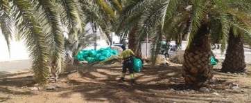 Tratamiento en una zona verde de La Pardilla (Foto TA)