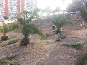 Imagen del palmeral José Tejera de Jinámar (Foto TA)