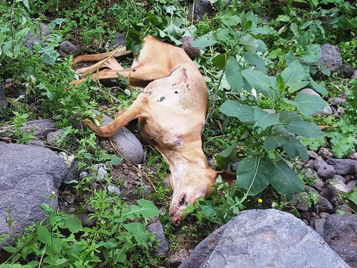 Uno de los perros masacrados en el Barranco Real de Telde (Foto TA)