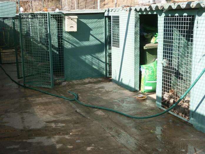 Perrera municipal (Foto TA)