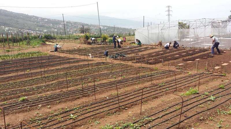 El PFAE tendría su base en la finca municipal de El Viso (Foto TA)