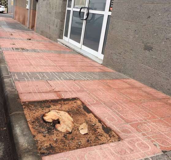 Tala de uno de los árboles (Foto TA)