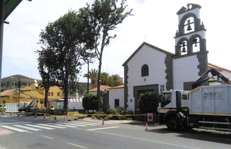 Imagen de unos trabajos de poda en Jinámar (Foto TA).