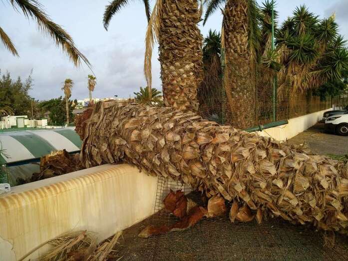 Palmera caída en el complejo deportivo La Pardilla (Foto TA)