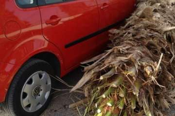 Ciuca pide urgencia municipal ante la situación de palmeras en La Pardilla (Foto TA)
