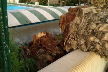 Ciuca pide urgencia municipal ante la situación de palmeras en La Pardilla (Foto TA)
