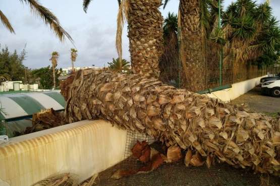 Ciuca pide urgencia municipal ante la situación de palmeras en La Pardilla (Foto TA)
