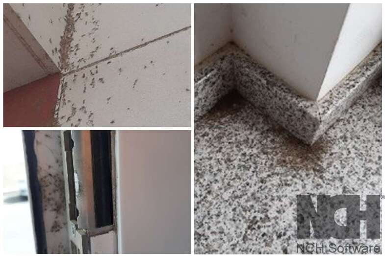 Plaga de mosquitos en El Ejido (Foto TA)