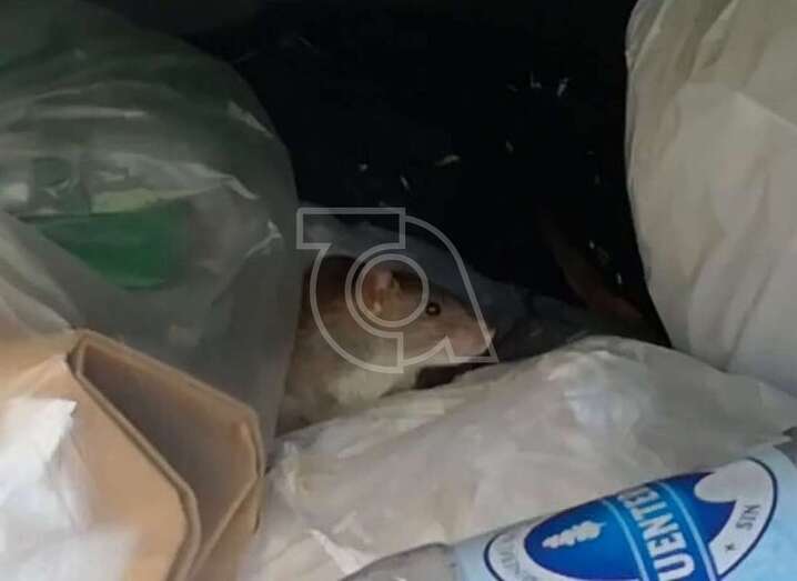 Imagen de archivo de un roedor entre un montón de basura en Telde / TA