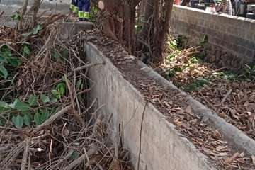 La Pardilla acoge con alegría los trabajos de poda y limpieza de los árboles donde anidan roedores/TA.