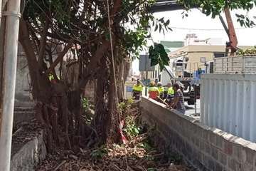 La Pardilla acoge con alegría los trabajos de poda y limpieza de los árboles donde anidan roedores/TA.
