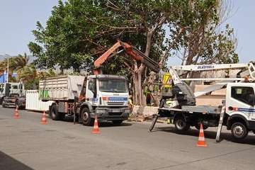 La Pardilla acoge con alegría los trabajos de poda y limpieza de los árboles donde anidan roedores/TA.