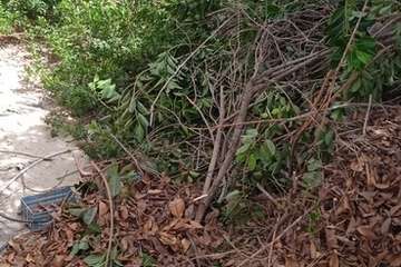 La Pardilla acoge con alegría los trabajos de poda y limpieza de los árboles donde anidan roedores/TA.