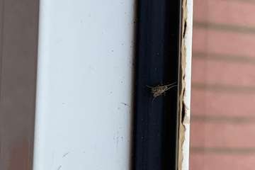 El agua empozada en un estanque, posible foco de una plaga de mosquitos en El Ejido (Telde)/TA.