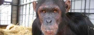 El chimpace Lucas (Foto TA)