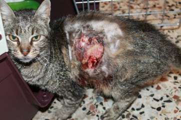 Gata rescatada días atrás en la zona de Punto Fielato (Foto TA)