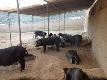 Instalaciones de la Granja del Tío Isidro (Foto TA)