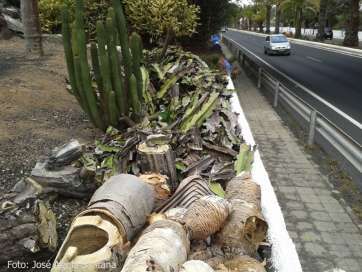 Imagen de uno de los parterres de la autovía de entrada a Telde (Foto TA)