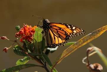 Mariposa en un parque de Telde (Foto Jesús Ruiz Mesa)