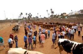 Feria de ganado en San Juan en 2009 (Foto TA)