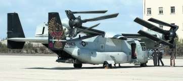 Un águila pescadora en Gando (Foto LOT)