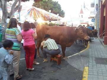 Imagen de archivo de la ordeñada en plena calle (Foto TA)