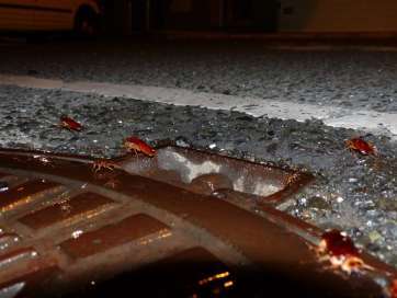 Cucarachas saliendo de la tapa de una alcantarilla en Arnao (Foto TA)