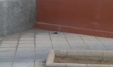 Deposición humana en plena calla (Foto TA)