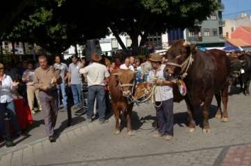 Imagen de archivo de una Feria de Ganado en San Gregorio, varios años atrás (Foto TA)